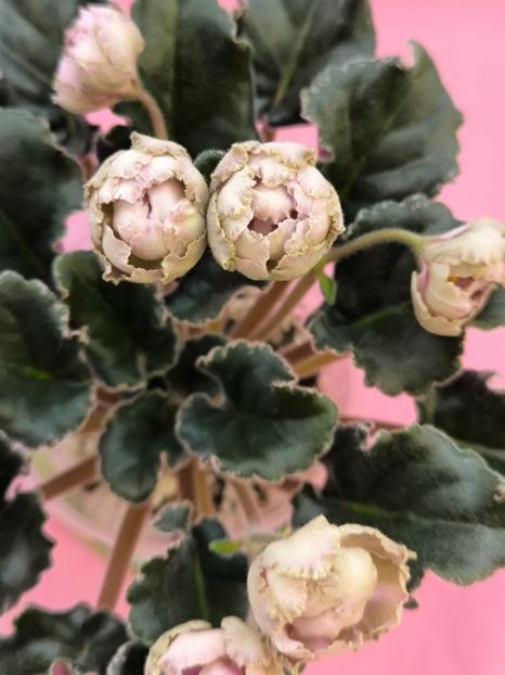 2 mar (28) - LE Dikij Vinograd