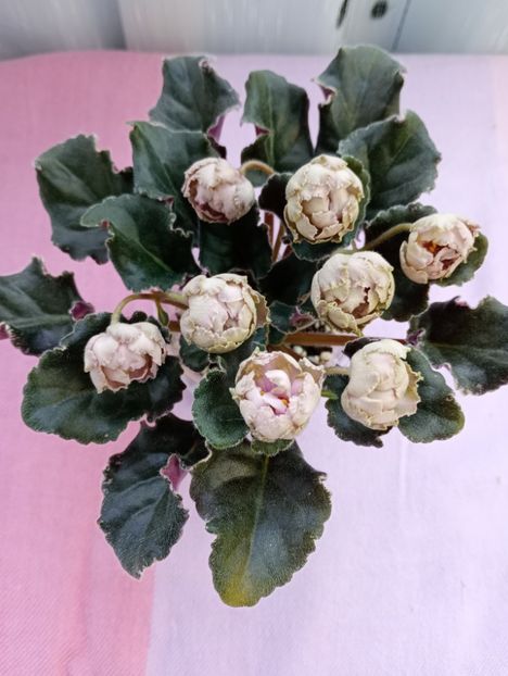 13 mar - LE Dikij Vinograd