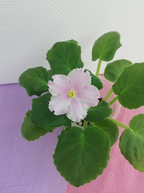 1 aug - LE Kiss of an Angel