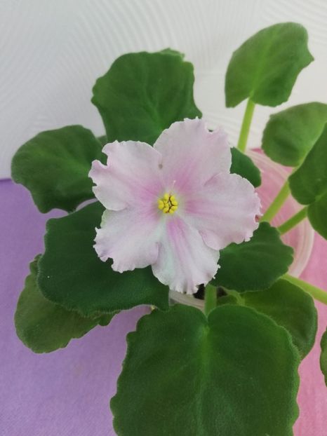 1 aug - LE Kiss of an Angel