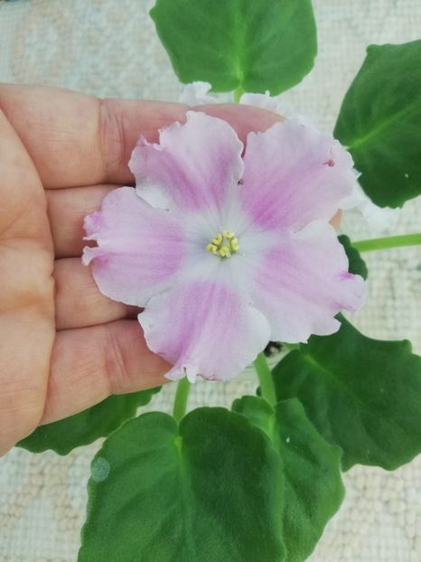 21 oct - LE Kiss of an Angel