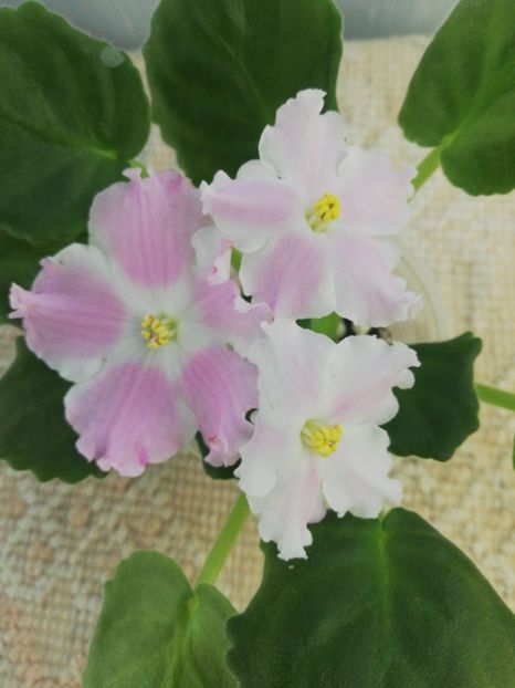 21 oct - LE Kiss of an Angel