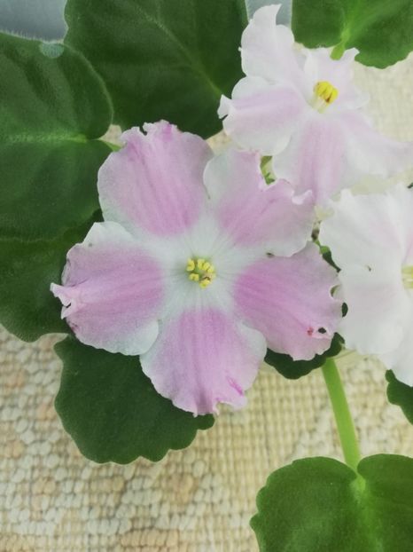 21 oct - LE Kiss of an Angel