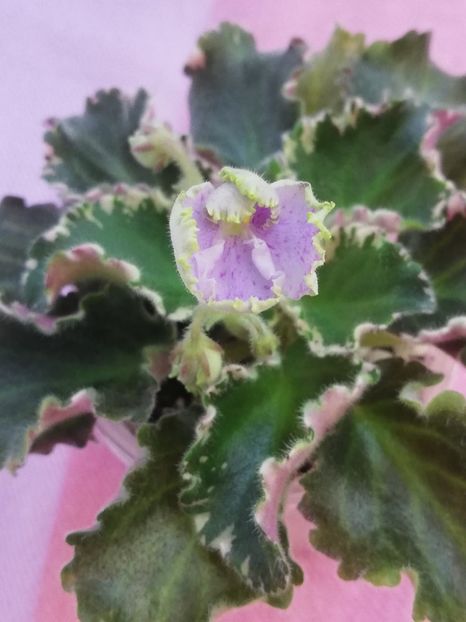 3 iul (42) - N Charoit