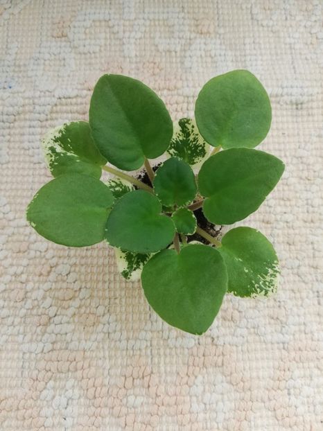 23 mai - Mac s Something Special