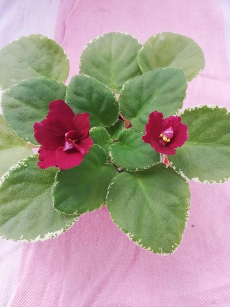 15 aug - Mac s Something Special