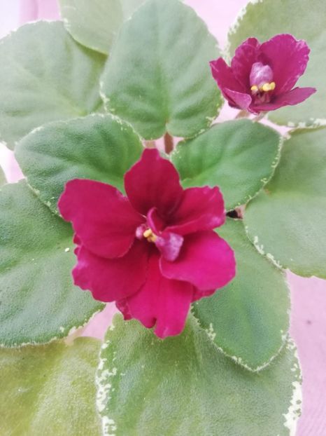 15 aug - Mac s Something Special