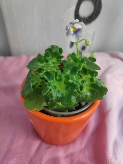 22 apr - Senk s Green Goddess