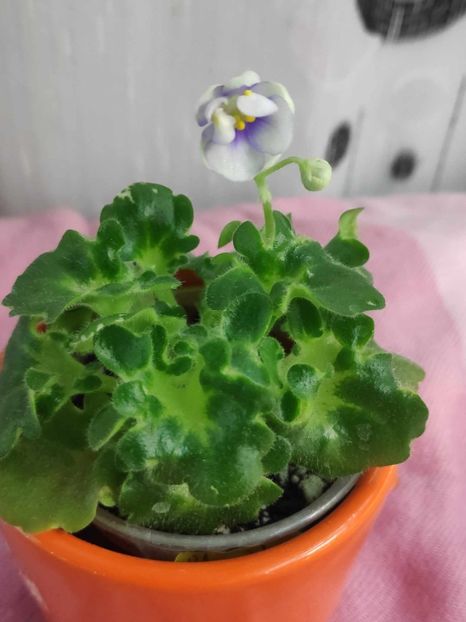 22 apr - Senk s Green Goddess