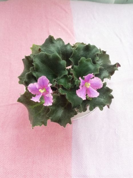 7 iul - Imp s Jellyfish Sting