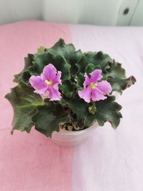 7 iul - Imp s Jellyfish Sting