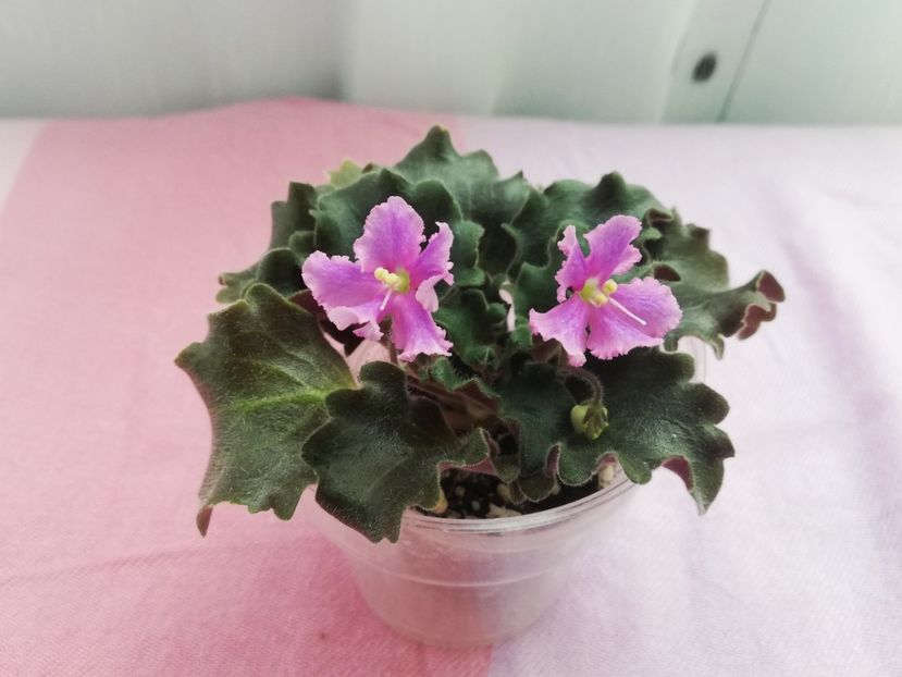 7 iul - Imp s Jellyfish Sting