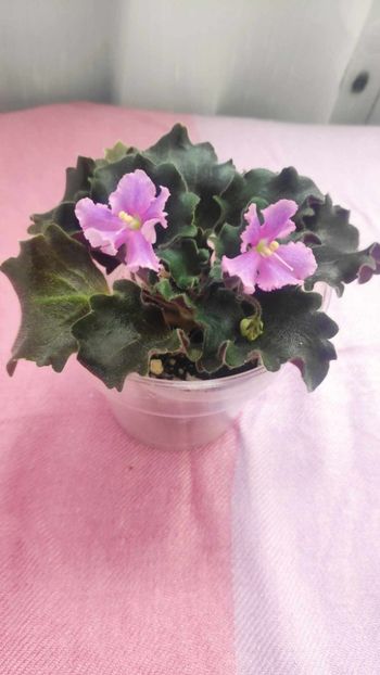 7 iul - Imp s Jellyfish Sting