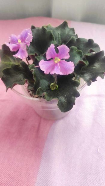 7 iul - Imp s Jellyfish Sting