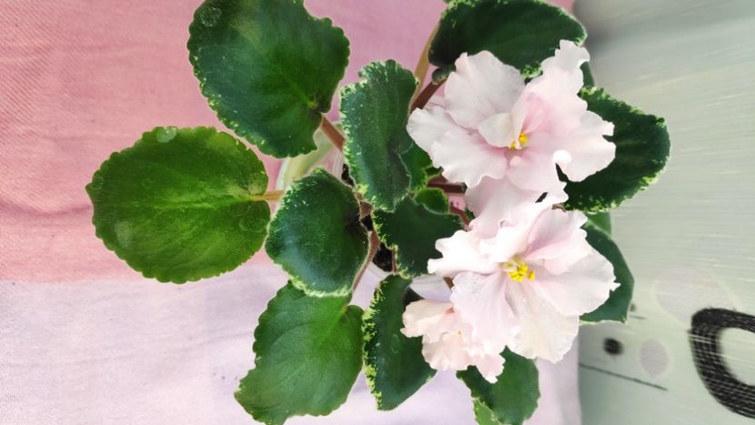 23 mar - Ian Primadonna