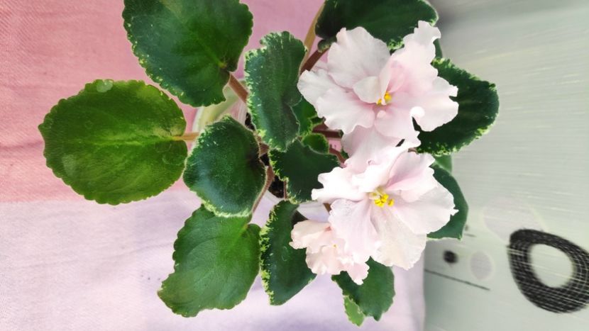 23 mar - Ian Primadonna