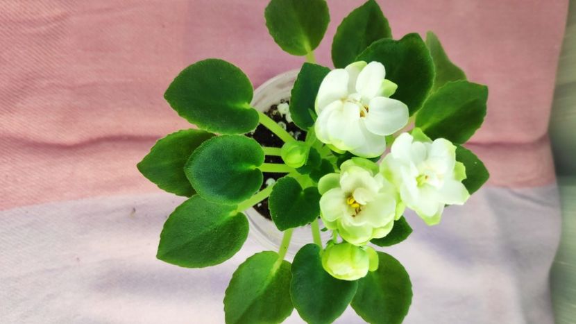 23 mar - LE Pyshechka