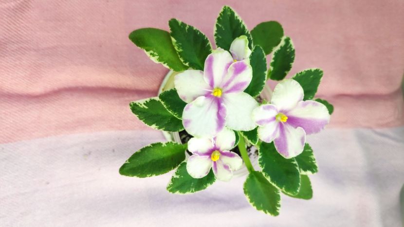 23 mar - Bud s Irish Eyes