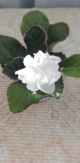 27 nov - LE Greenland