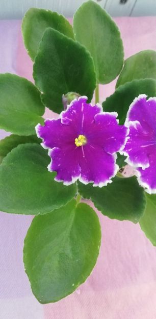 8 nov - LE Galactic Storm