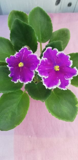 8 nov - LE Galactic Storm