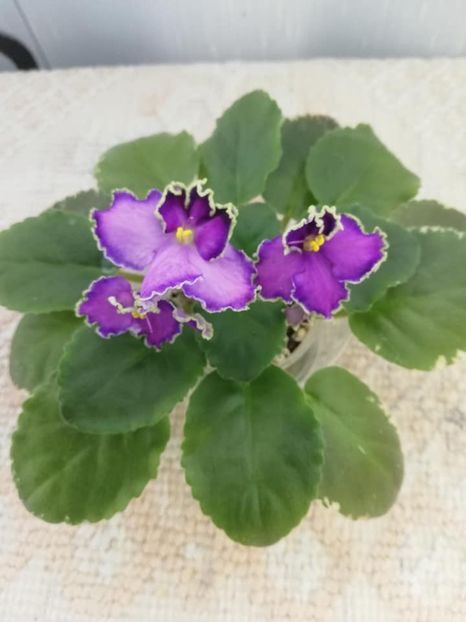 26 oct - LE Galateya