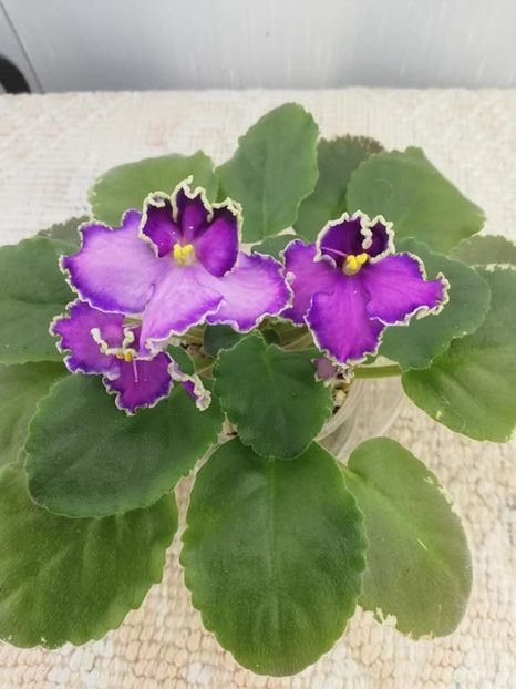 26 oct - LE Galateya