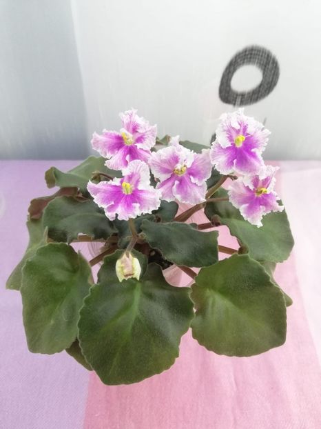 8 nov - Vi Mignolette