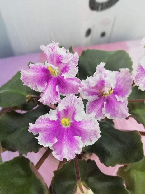 8 nov - Vi Mignolette