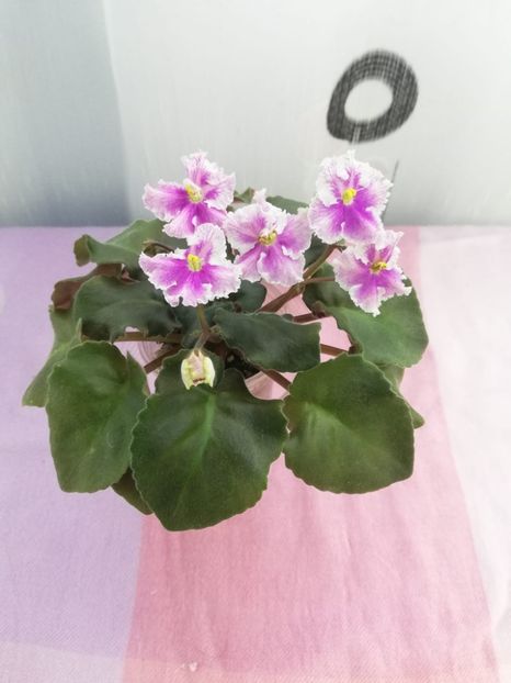 8 nov - Vi Mignolette