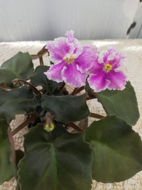 26 oct - Vi Mignolette