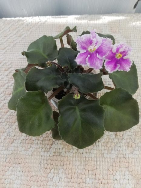 26 oct - Vi Mignolette