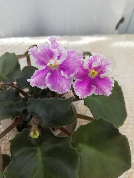 26 oct (16) - Vi Mignolette