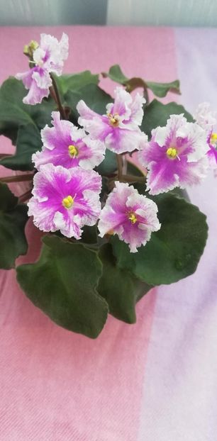 14 nov (5) - Vi Mignolette