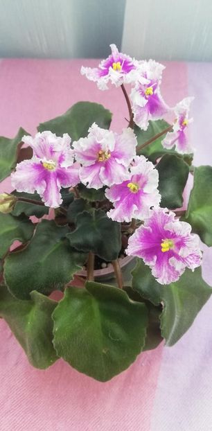 14 nov (10) - Vi Mignolette