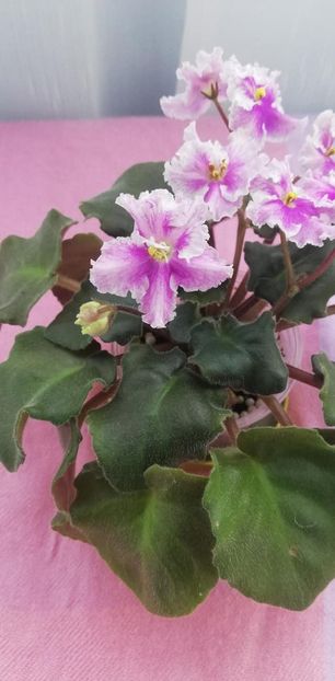 14 nov - Vi Mignolette