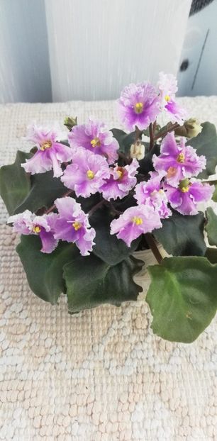 12 dec - Vi Mignolette