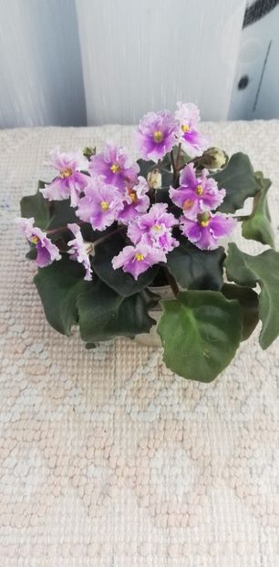 12 dec - Vi Mignolette