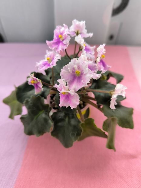 2 mar - Vi Mignolette