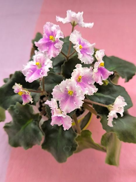 2 mar - Vi Mignolette