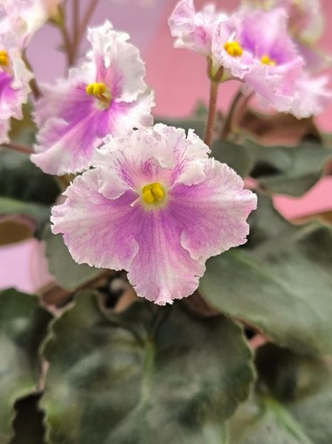 2 mar (126) - Vi Mignolette