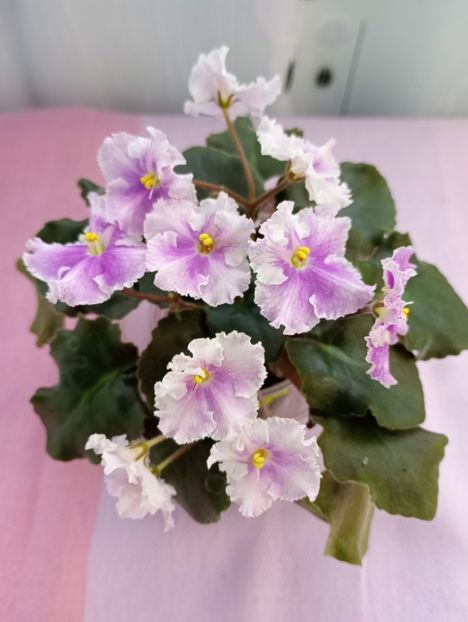 13 mar - Vi Mignolette