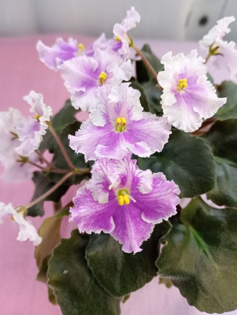 13 mar - Vi Mignolette