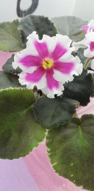 8 nov - VaT Amazonka