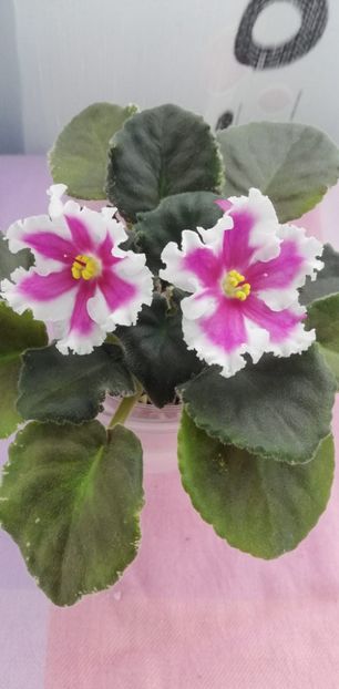 8 nov - VaT Amazonka