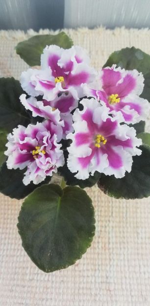 30 nov - VaT Amazonka