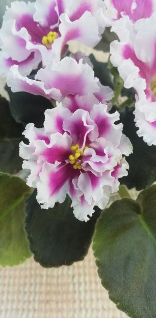 30 nov - VaT Amazonka