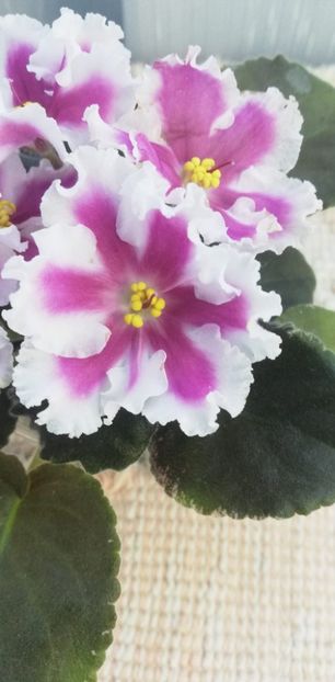 30 nov - VaT Amazonka