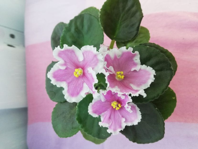 3 iul - VaT Amazonka