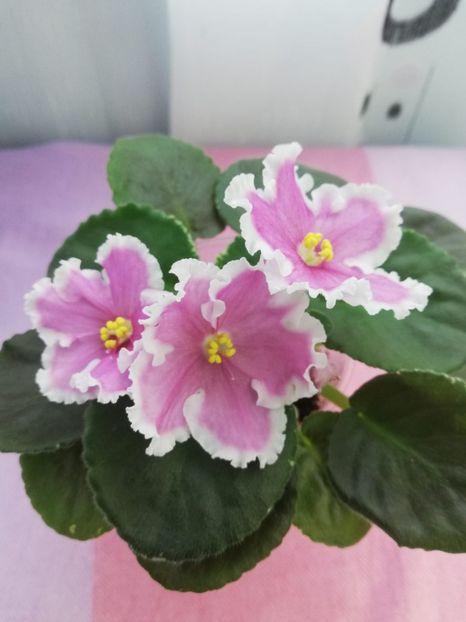 3 iul - VaT Amazonka